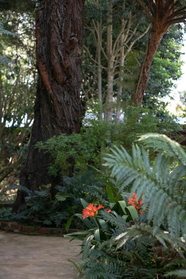 Andelomi Forest Lodge Stormsrivier Eksteriør billede