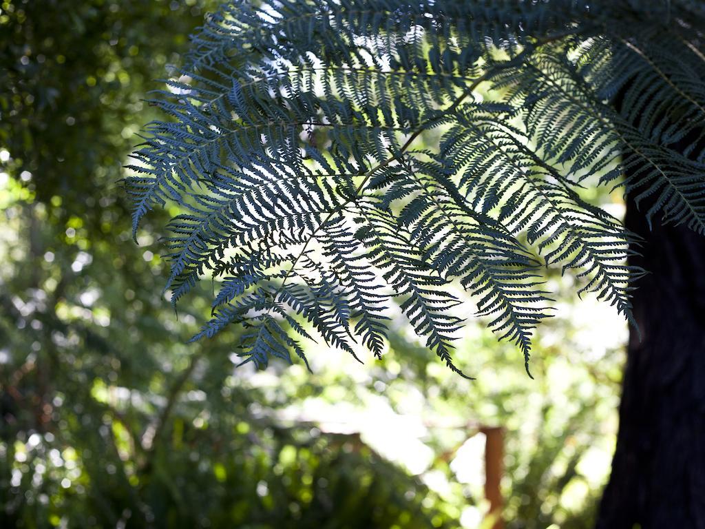 Andelomi Forest Lodge Stormsrivier Eksteriør billede